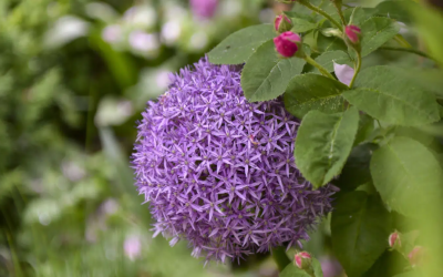 Rotary’s tuindag: zondag 26 mei 2024