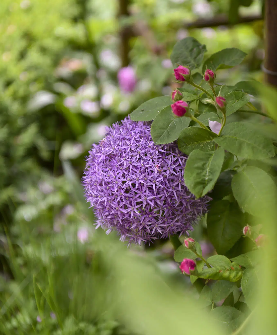 Rotary’s tuindag: zondag 26 mei 2024